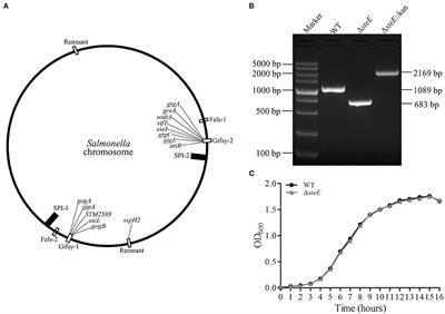 SteE Enhances the Virulence of Salmonella Pullorum in Chickens by Regulating the Inflammation Response